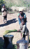 Rice Threshing Family Affair