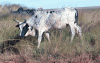 Watusi Cattle (Bos taurus africanus)