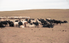 Herds Goats Foreground Sheep