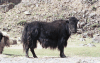 Yak