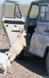 Goats Curious Critters Very