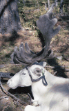 Close-up Reindeer