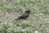 Spotless Starling (Sturnus unicolor)