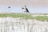 White-breasted Cormorant (Phalacrocorax lucidus)