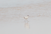 Pied Avocet (Recurvirostra avosetta)