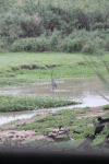 Goliath Heron (Ardea goliath)