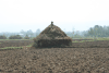 Rice Straw Collected Field