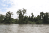 Rainforest Along Sepik River