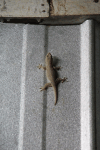 Common House Gecko (Hemidactylus frenatus)