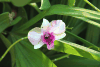 Orchid