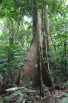 Tree Large Buttress Root