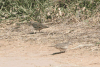 Picui Ground Dove (Columbina picui)