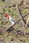 Red-crested Cardinal (Paroaria coronata)