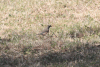 Many-colored Chaco Finch (Saltatricula multicolor)