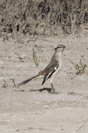 White-banded Mockingbird (Mimus triurus)