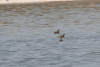 White-tufted Grebe (Rollandia rolland)