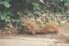 Red Squirrel (Sciurus vulgaris)