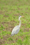 Western Grey Heron (Ardea cinerea cinerea)