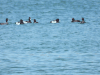 Tufted Duck (Aythya fuligula)