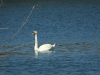 Mute Swan (Cygnus olor)