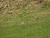 Western Grey Heron (Ardea cinerea cinerea)