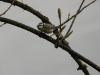 Eurasian Blue Tit (Cyanistes caeruleus)