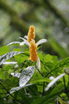 Golden Shrimp Plant (Pachystachys lutea)