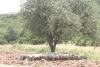 Olive Tree Herd Sheep