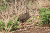 Clapperton's Francolin (Pternistis clappertoni)