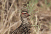 Clapperton's Francolin (Pternistis clappertoni)