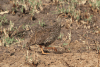 Heuglin's Francolin (Pternistis icterorhynchus)