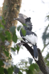 Black-and-white-casqued Hornbill (Bycanistes subcylindricus)