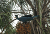 Great Blue Turaco (Corythaeola cristata)