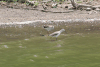 Common Sandpiper (Actitis hypoleucos)