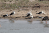 Grey-headed Gull (Chroicocephalus cirrocephalus)