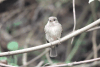 African Dusky Flycatcher (Muscicapa adusta)