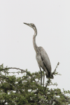 Black-headed Heron (Ardea melanocephala)