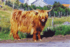 Scottish Highland Cattle