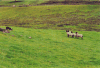 Dog Starts Stalking Sheep